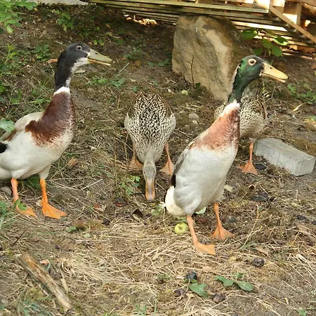 Chalupa Boskovice Apartmán