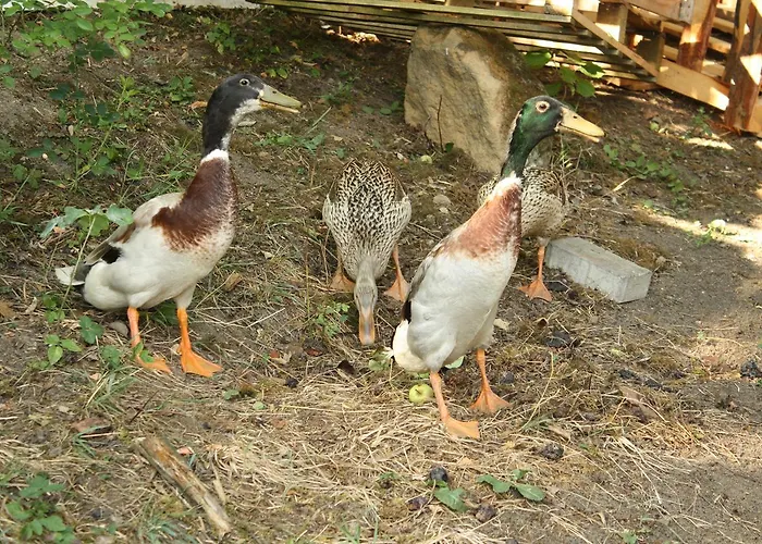 Chalupa Boskovice Apartmán